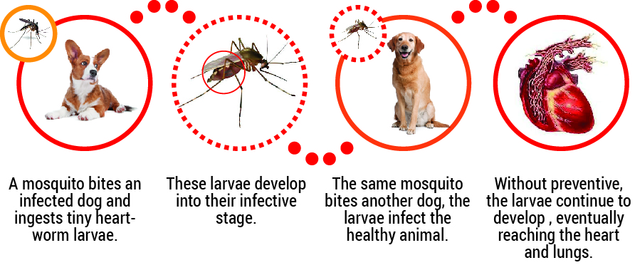 content education canine heartworm disease content education canine heartworm disease